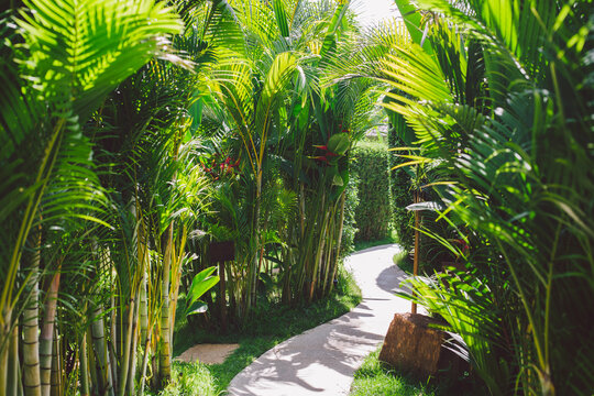 Beautiful tropical garden