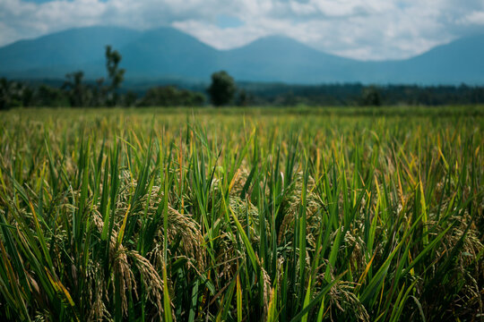 Rice Field in Tabanan Regency, Bali
