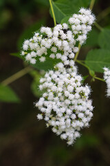 White Snake Root wild flower toxic plant