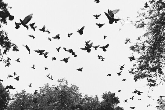 Flying