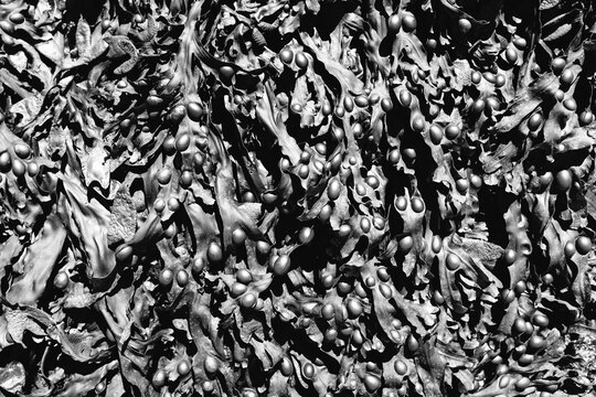 Seaweed