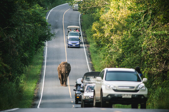 Elephant on the road