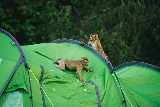 Monkey playing on tent