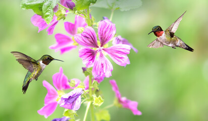 Hummingbirds hovering close to a pink flower © mbolina