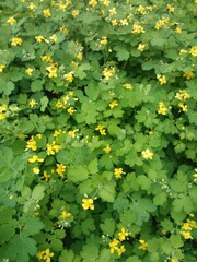 celandine