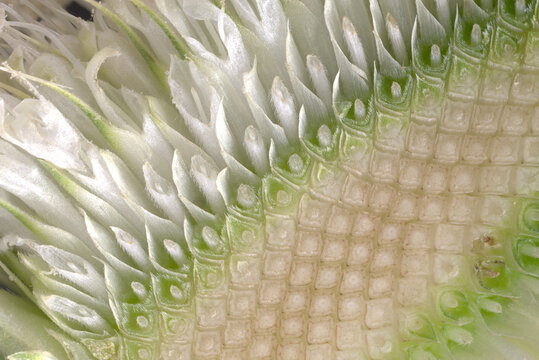 Close-up macrophotograph of a cross section of a blossoming teasel flower head (Dipsacus fullonum)