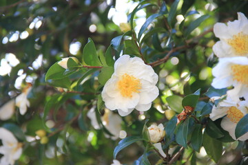 白い花を咲かせたサザンカ