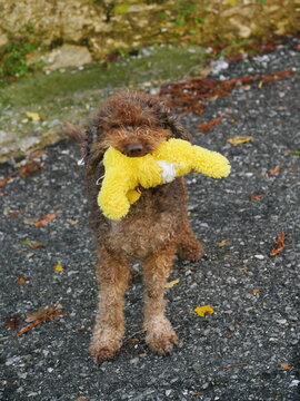 Brown hairy dog with yellow toy in mouth