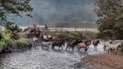 Landscape of group of horses crossing a river on a misty morning - Australia