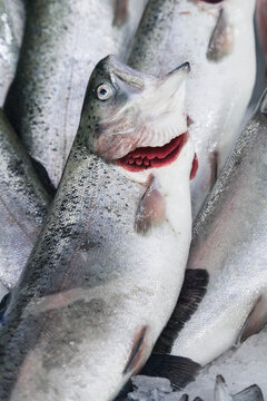 Fresh fish with red gills