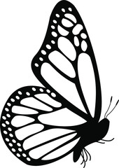 butterfly on a white