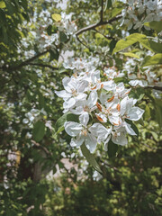 apple tree blossom