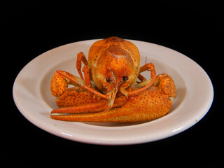 crayfish isolated on white background