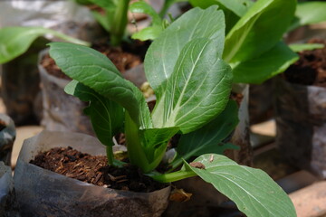 close up image of fresh green pak choy / bok choy planted in the garden using polybags and ready to be harvested as food ingredients