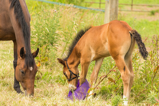 Mare and her foal eating in the countryside
