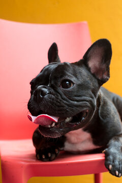 French Bulldog Portraits