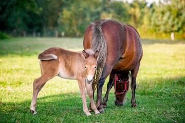 Naklejka na ściany i meble Mule foal with mare on the grass