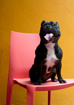 French Bulldog Portraits
