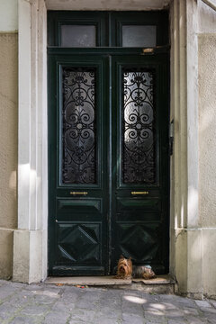 Dog in Doorway in Paris