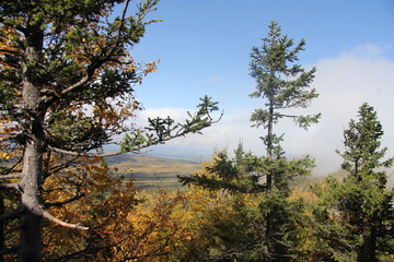 pine tree in the mountains