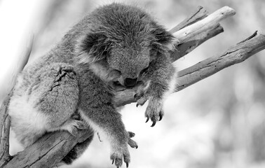 An Australian Koala (Phascularctos cinereus). Black and White.