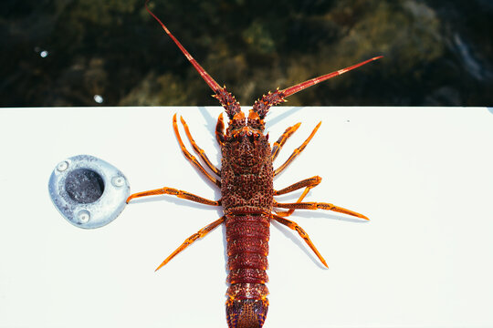 Fresh live rock lobster on a boat