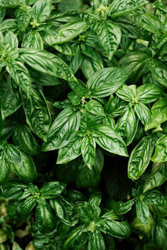 Basil Plant