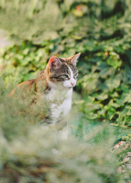 Calico cat sits close to aromatic herbs in summer garden