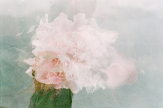 Multiply exposure shot of peony and woman's silhouette