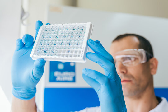 Biologist Examining a Plaque in the Laboratory