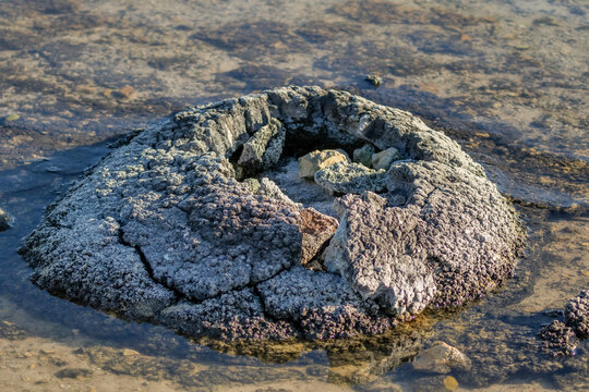 Lake Thetis Thrombolite - Cervantes, Western Australia - a fascinating rock-like structure, built by micro-organisms, estimated to be over 3,000 years old