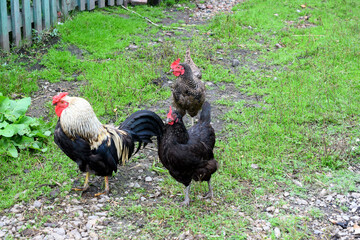 chickens on the farm