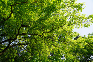 Obraz premium 日本楓の新緑