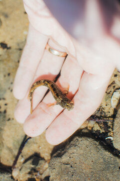 Man holding mud skipper