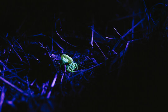 scorpion glowing under black light at night