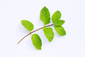 Fresh mint leaves on white background.