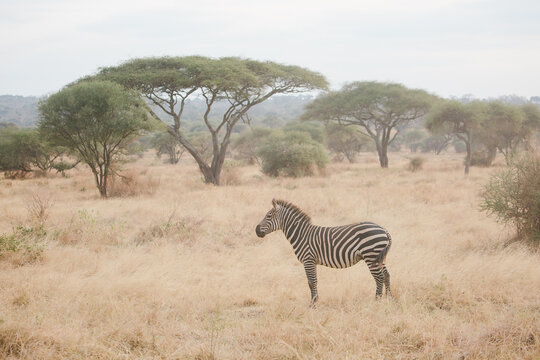 zebra and acacia trees