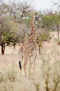 wild giraffe in Tanzania