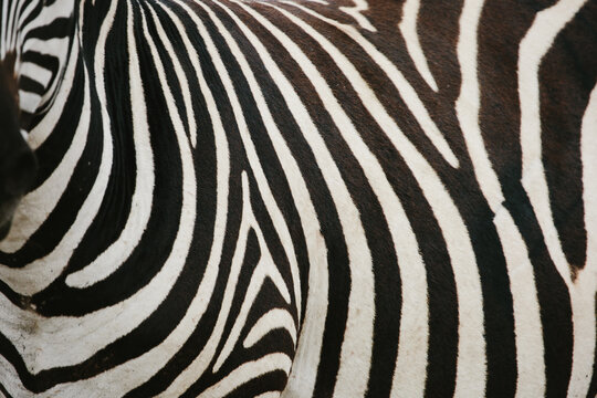 zebra stripes