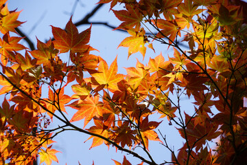 Fototapeta na wymiar 日本楓の赤い若葉
