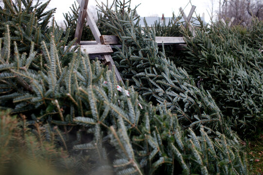 Beautiful cut christmas trees leaning against wooden fence