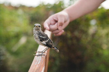 To pet a mockingbird