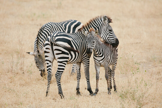 mother and baby sebra