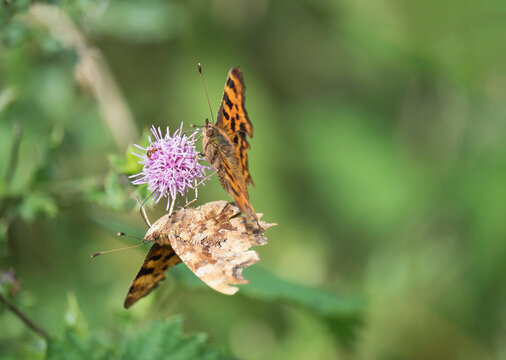 A pair of Comma Butterfly feeding on a wild flower. Norfok, UK.