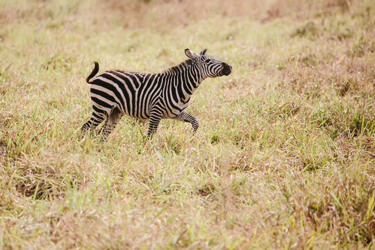 zebra running