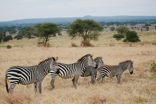 zebra family