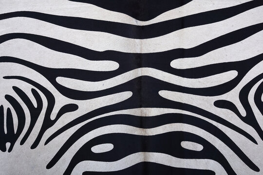 Zebra fur hanging on a wall