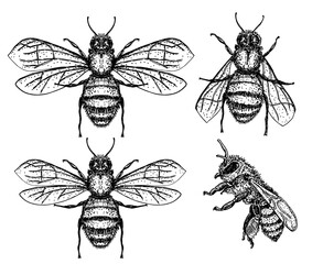 Bee sketch set. Honey bee vintage vector drawing. Hand drawn isolated insect sketch. Engraving style illustrations.
