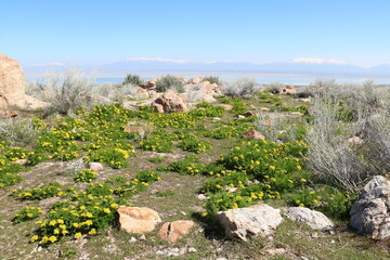 Gray's biscuitroot wildflowers and snowcapped mountains from Buffalo Point, Antelope Island State Park, Utah