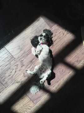 Happy Dog In The Sun